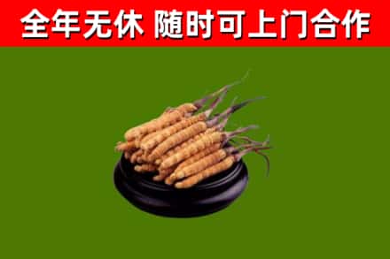 临川回收冬虫夏草