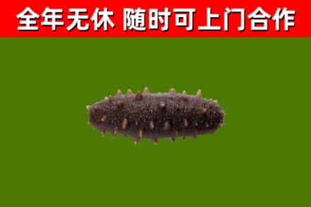 临川回收海参干